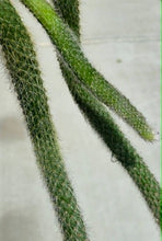 Load image into Gallery viewer, Monkey Tail Cactus (Cleistocactus colademononis)