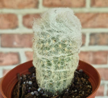 Load image into Gallery viewer, Old Man Cactus (Cephalocereus senilis)