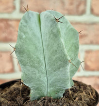 Load image into Gallery viewer, Gray Ghost Organ Pipe (Stenocereus pruinosus)