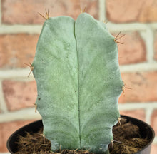 Load image into Gallery viewer, Gray Ghost Organ Pipe (Stenocereus pruinosus)