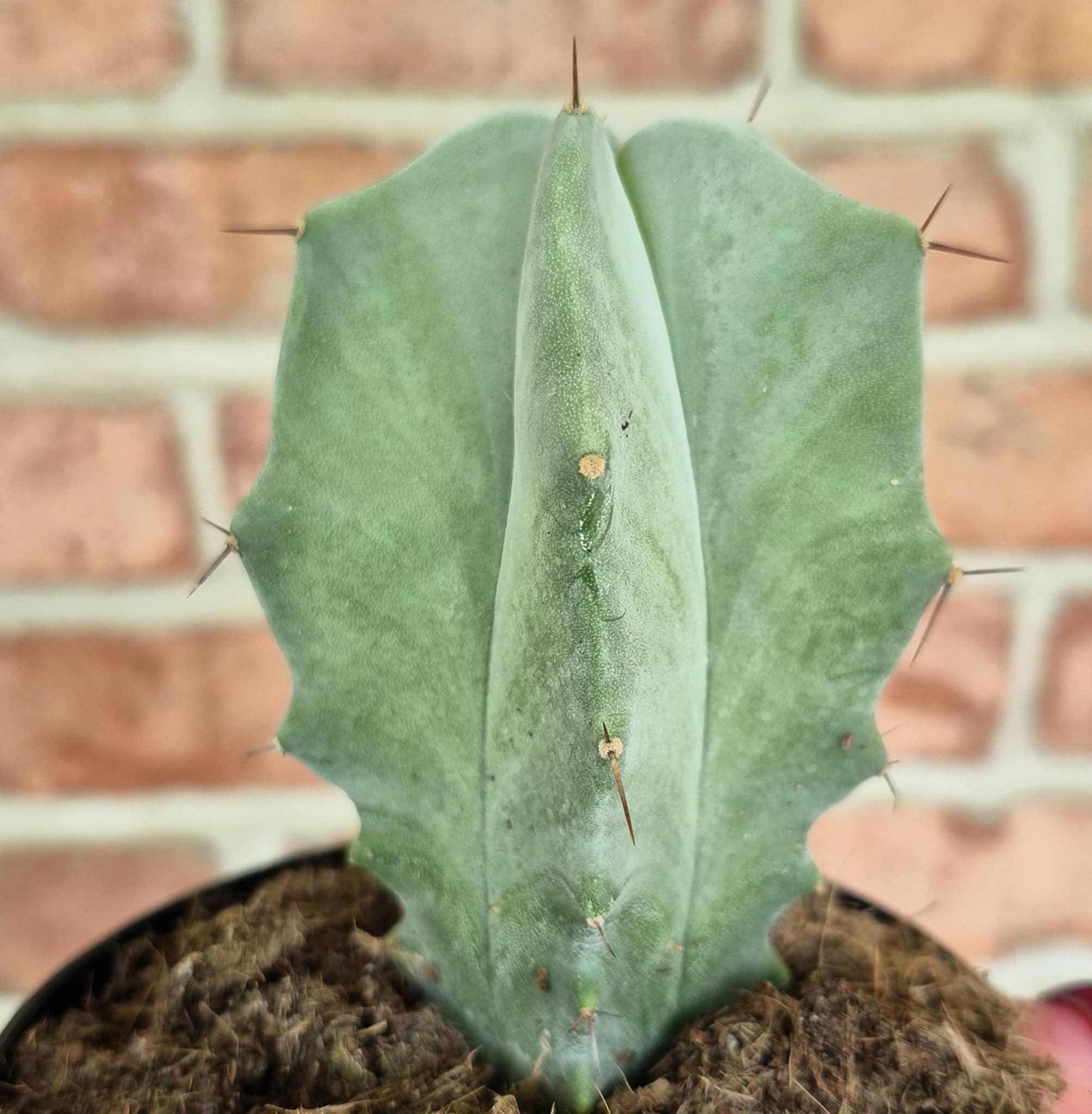 Gray Ghost Organ Pipe (Stenocereus pruinosus) – Cedar Bridge Botanicals