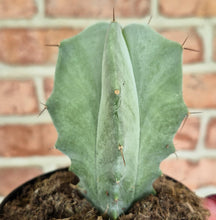 Load image into Gallery viewer, Gray Ghost Organ Pipe (Stenocereus pruinosus)