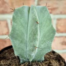 Load image into Gallery viewer, Gray Ghost Organ Pipe (Stenocereus pruinosus)