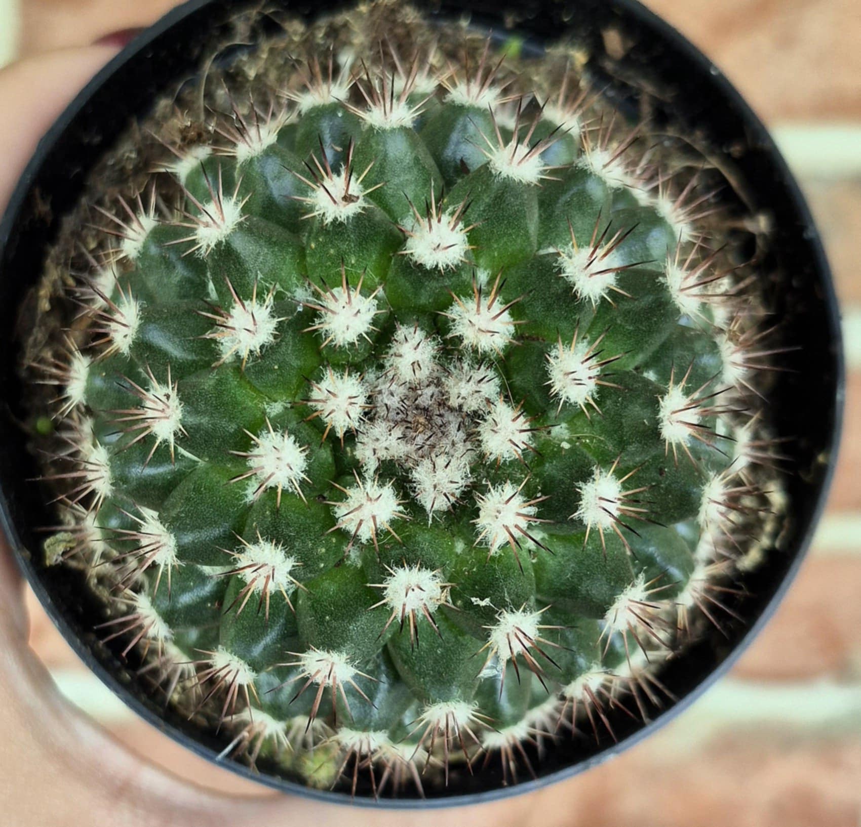 Hedgehog Cactus (Mammillaria sempervivi) – Cedar Bridge Botanicals