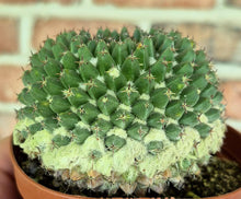 Load image into Gallery viewer, Hedgehog Cactus (Mammillaria sp.)