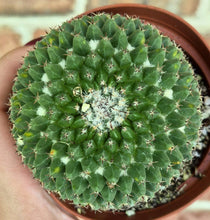 Load image into Gallery viewer, Hedgehog Cactus (Mammillaria sp.)