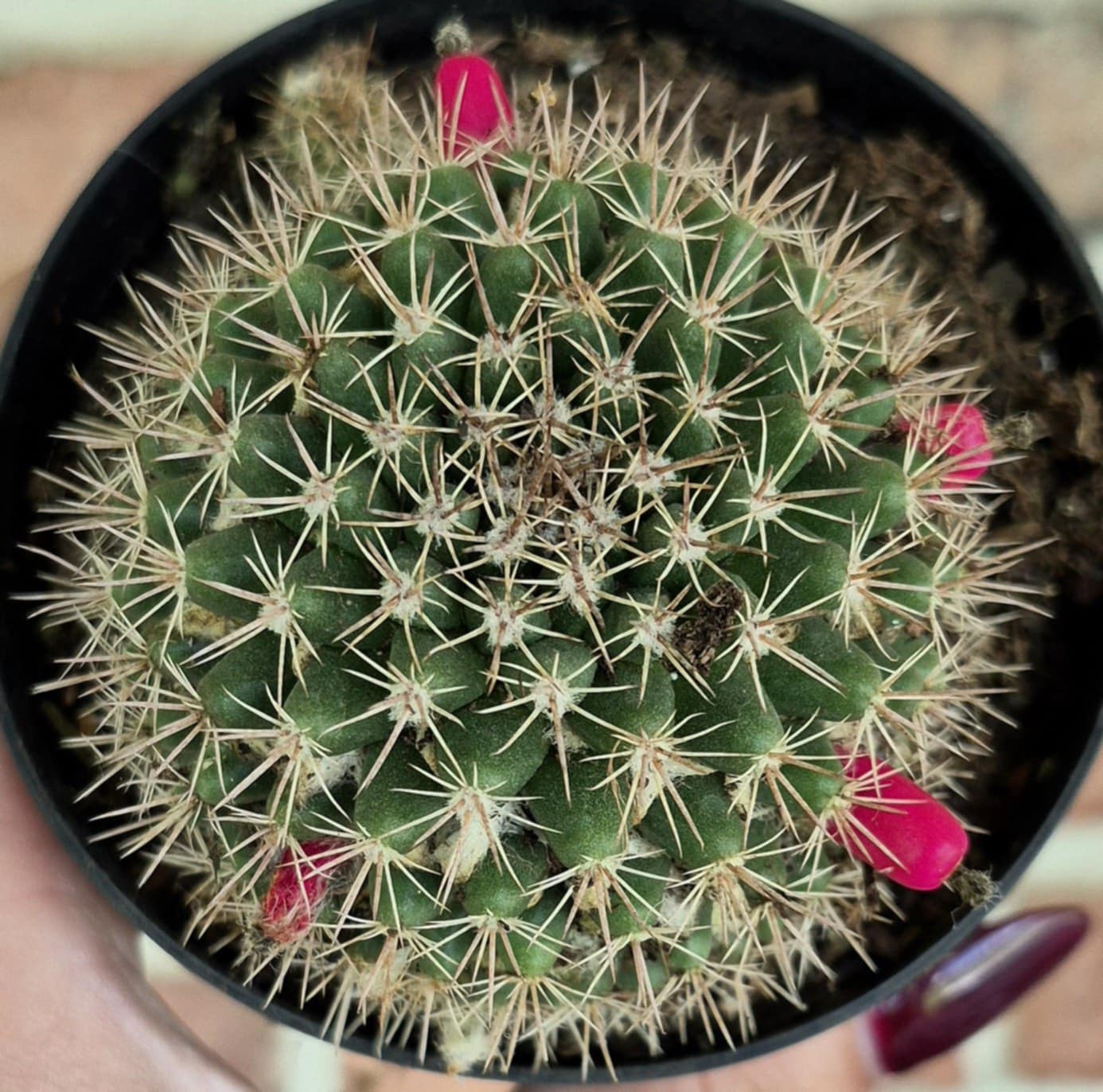 types of pincushion cactus Pincushion Cactus (Mammillaria heyderi) – Cedar Bridge Botanicals