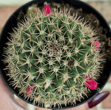 Load image into Gallery viewer, Pincushion Cactus (Mammillaria heyderi)