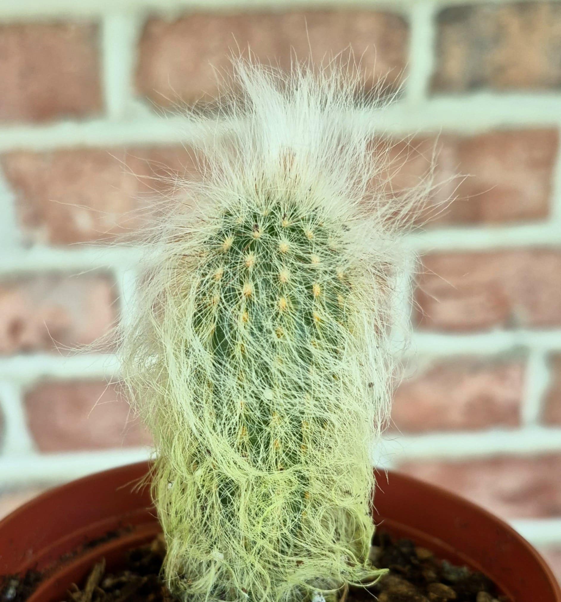 Old Man Cactus (Cephalocereus senilis) – Cedar Bridge Botanicals