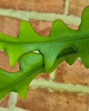 Load image into Gallery viewer, Ric Rac Cactus (Selenicereus anthonyanus)