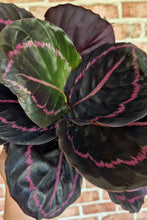 Load image into Gallery viewer, Calathea 'Dottie'