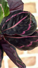 Load image into Gallery viewer, Calathea 'Dottie'