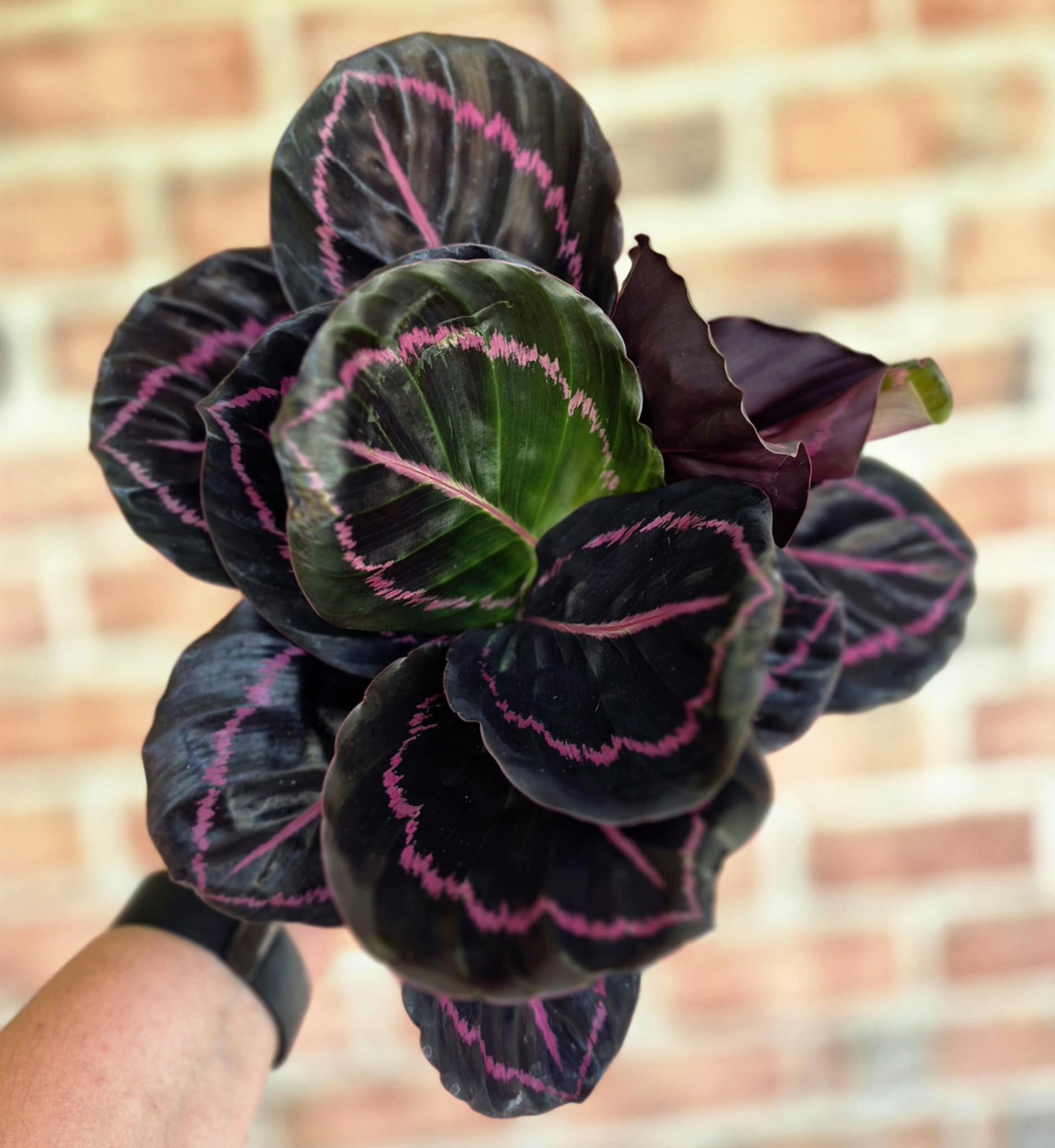 Calathea 'Dottie' – Cedar Bridge Botanicals