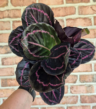 Load image into Gallery viewer, Calathea 'Dottie'