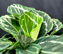 Load image into Gallery viewer, Calathea 'Green Lipstick' (Goeppertia roseopicta ‘Green Lipstick’)