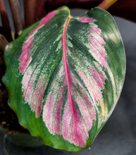 Load image into Gallery viewer, Calathea 'Mysty'