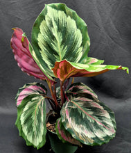 Load image into Gallery viewer, Calathea 'Mysty'