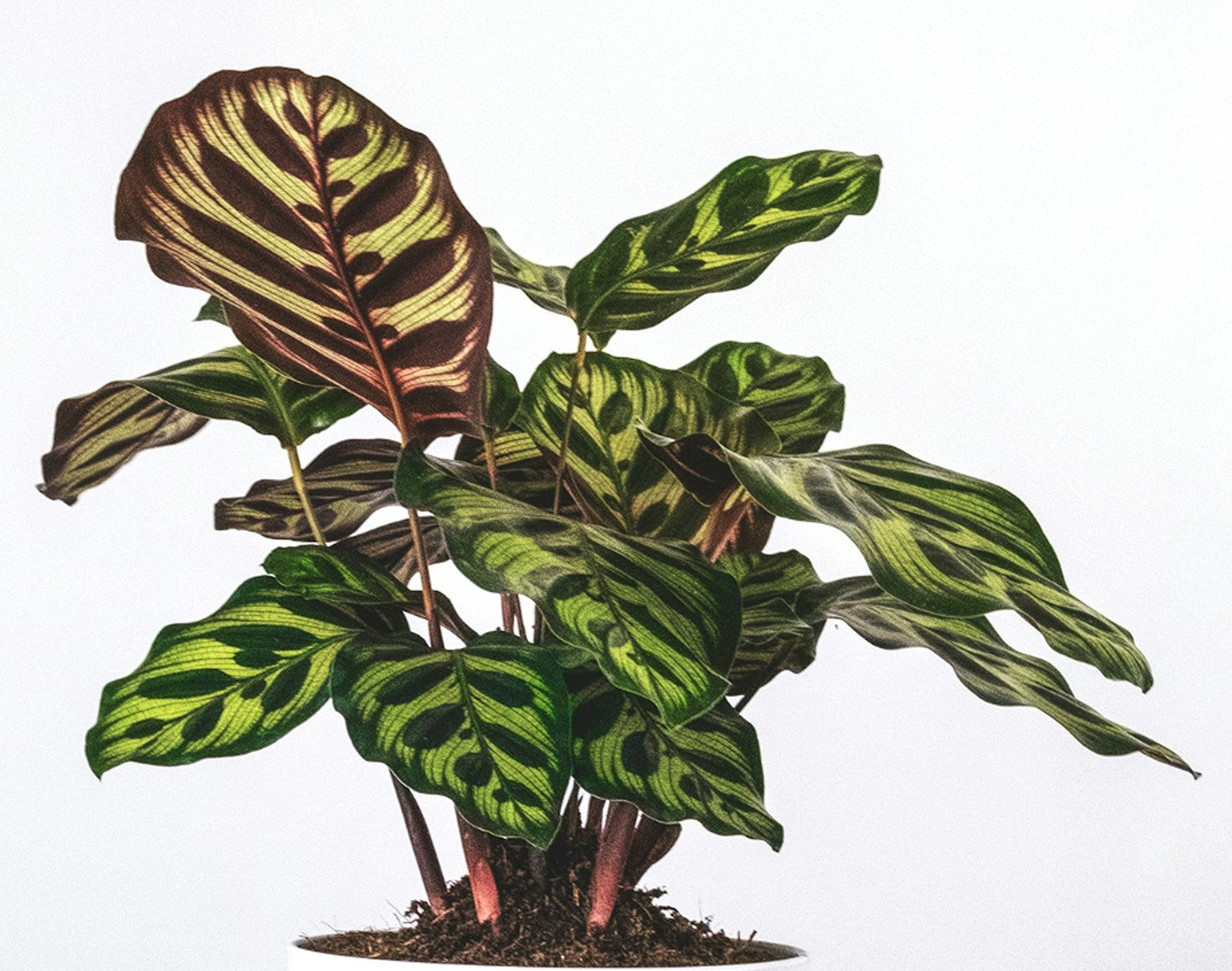 Peacock Calathea (Calathea makoyana) – Cedar Bridge Botanicals