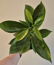 Load image into Gallery viewer, Cinnamon Tree (Cinnamomum verum)