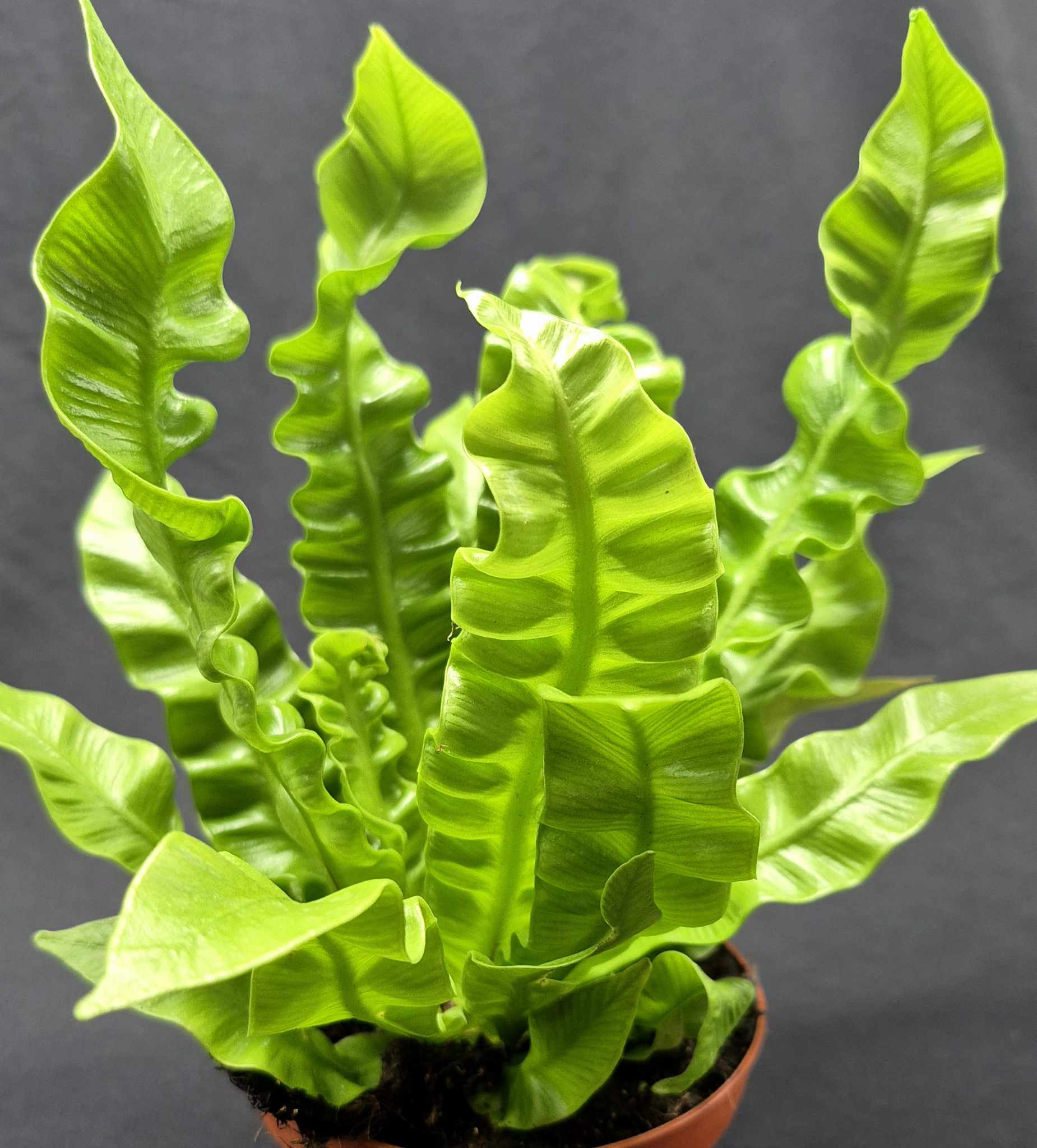 crispy air wave plant Crispy Wave Fern (Asplenium nidus 'Crispy Wave') – Cedar Bridge Botanicals
