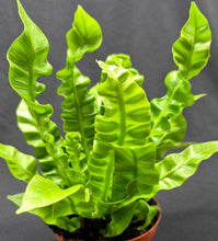 Load image into Gallery viewer, Crispy Wave Fern (Asplenium nidus 'Crispy Wave')