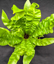 Load image into Gallery viewer, Crispy Wave Fern (Asplenium nidus 'Crispy Wave')