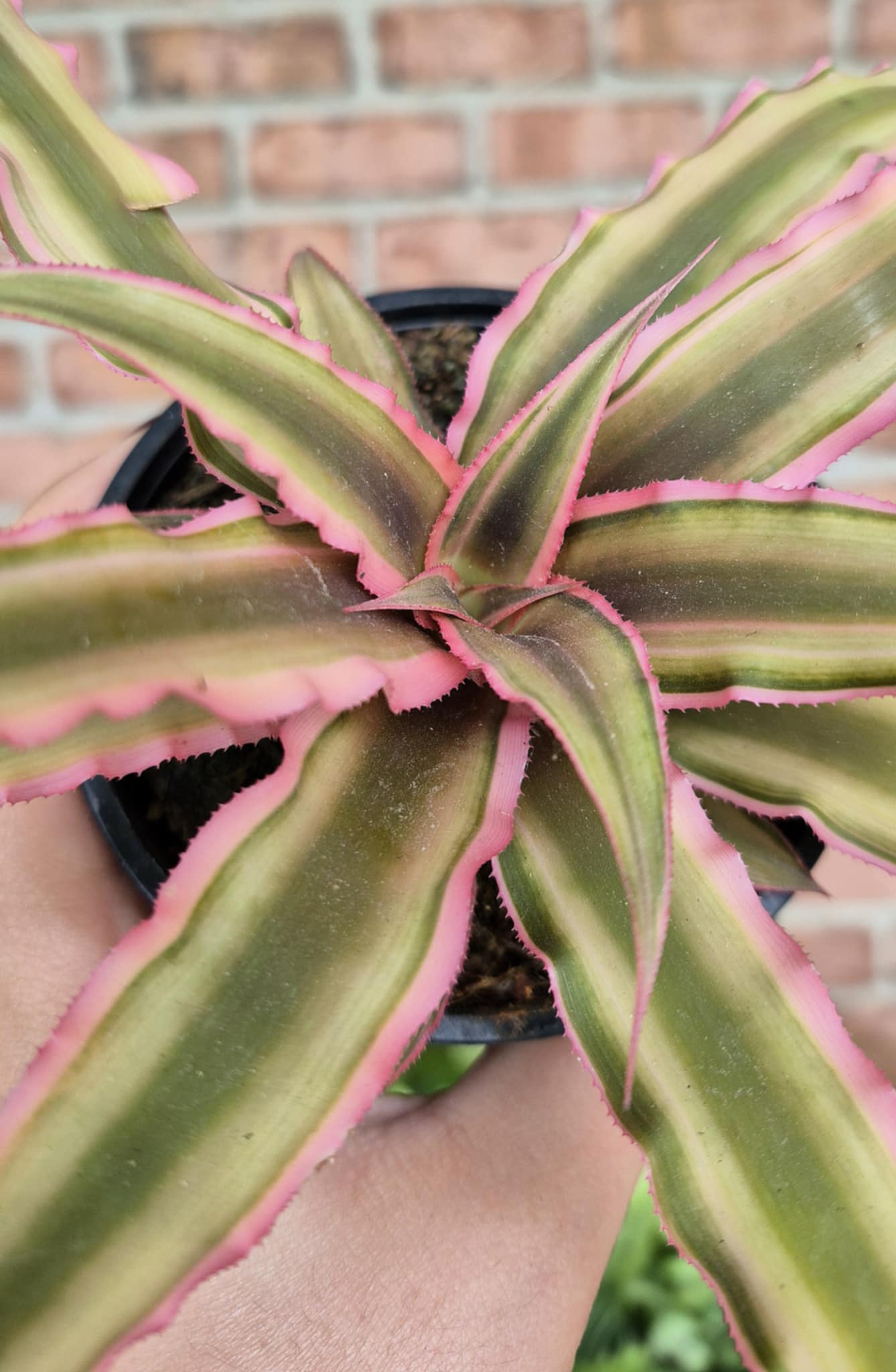 Earth Star (Cryptanthus bivittatus 'Pink Star') – Cedar Bridge Botanicals