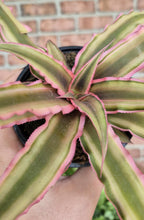 Load image into Gallery viewer, Earth Star (Cryptanthus bivittatus 'Pink Star')