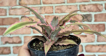 Load image into Gallery viewer, Earth Star (Cryptanthus bivittatus 'Pink Star')
