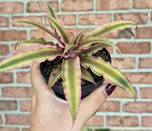 Load image into Gallery viewer, Earth Star (Cryptanthus bivittatus 'Pink Star')