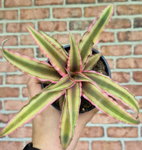Load image into Gallery viewer, Earth Star (Cryptanthus bivittatus 'Pink Star')