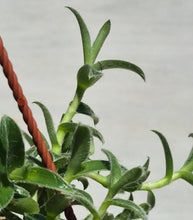 Load image into Gallery viewer, Kitten Ears (Cyanotis somaliensis)