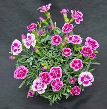 Load image into Gallery viewer, Dianthus caryophyllus 'Pink Kisses'
