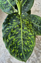Load image into Gallery viewer, Dieffenbachia 'Reflector'