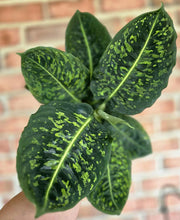 Load image into Gallery viewer, Dieffenbachia 'Reflector'