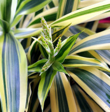 Load image into Gallery viewer, Dracaena Song of India