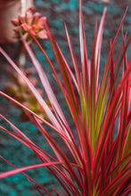 Load image into Gallery viewer, Dragon Tree (Dracaena marginata 'Colorama')