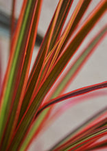 Load image into Gallery viewer, Dragon Tree (Dracaena marginata 'Colorama')