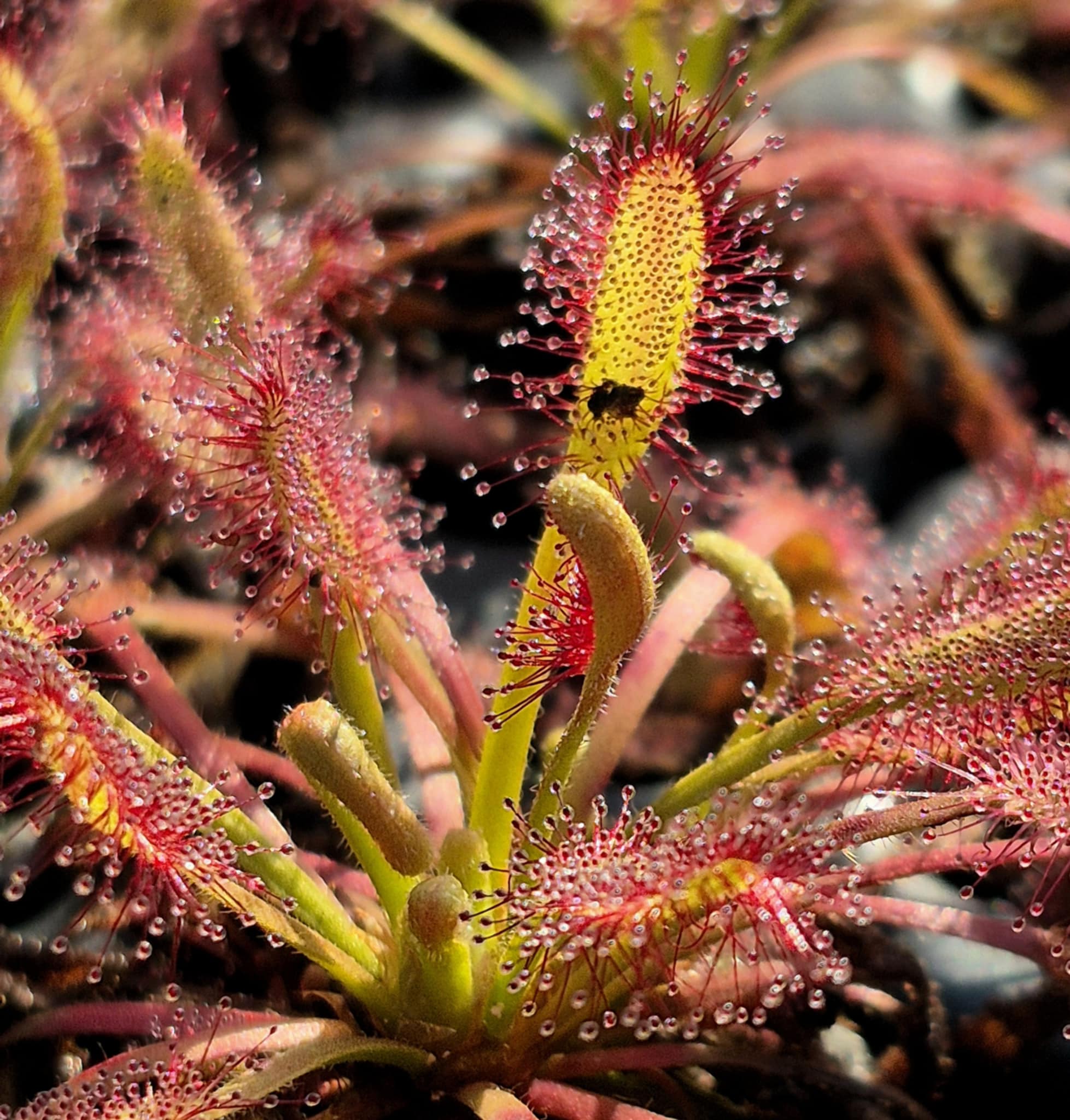 Drosera capensis 'Mini Red' – Cedar Bridge Botanicals