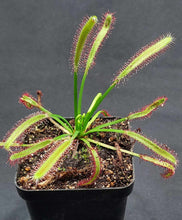 Load image into Gallery viewer, Cape Sundew- Drosera capensis