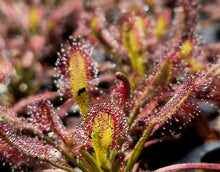 Load image into Gallery viewer, Drosera capensis 'Mini Red'