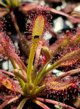 Load image into Gallery viewer, Drosera capensis 'Mini Red'