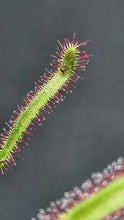 Load image into Gallery viewer, Cape Sundew- Drosera capensis
