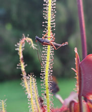 Load image into Gallery viewer, Drosera filiformis (Threadleaf Sundew)