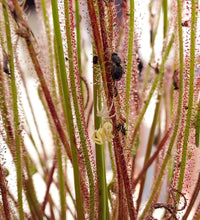 Load image into Gallery viewer, Drosera filiformis (Threadleaf Sundew)
