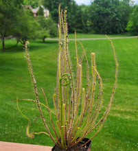 Load image into Gallery viewer, Drosera filiformis (Threadleaf Sundew)