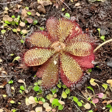 Load image into Gallery viewer, Rosy Sundew- Drosera hamiltonii