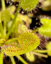 Load image into Gallery viewer, Drosera prolifera (Hens and Chicks Sundew)