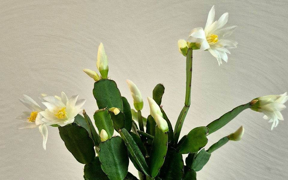 Easter Cactus (Hatiora gaertneri)  Cedar Bridge Botanicals