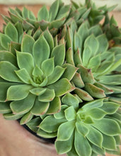 Load image into Gallery viewer, Echeveria sp.